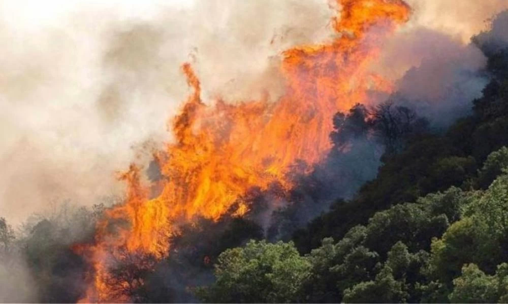 Φωτιά σε δασική έκταση στη Μονεμβασιά - Ισχυρές πυροσβεστικές δυνάμεις